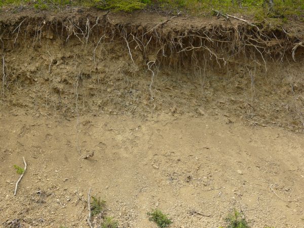 Dirt texture with tangled white roots, severed branches and green foliage